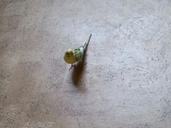 Wellensittich-Bild: Bert hat mal nachgeguckt, was er auf dem Fußboden alles erleben kann. 