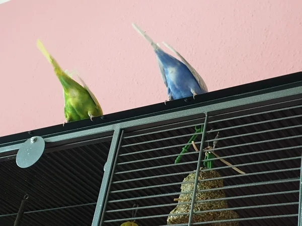 Wellensittich-Bild: Da sitzen zwei Piepser auf der großen Wühlkiste auf dem Käfig. Rate mal, wer es ist!