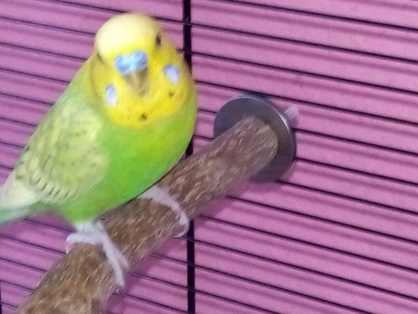 Leo