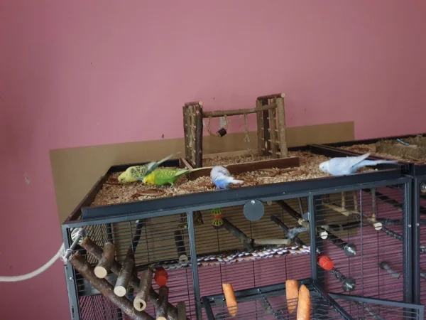 Wellensittich-Bild: Die Piepser picken das neu ausgestreute Knaulgras auf. 