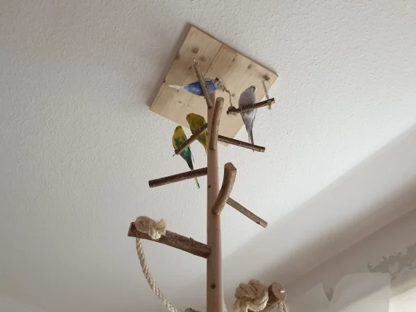 Wellensittich-Bild: Die Federbällchen gucken vom Wellibaum aus, was ich da mache. Wir sind ja gar nicht neugierig..