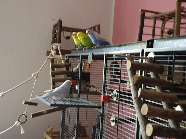 Wellensittich-Bild: Bert, Leo und Lenchen warten oben auf dem Käfig, dass Cindy auch hoch kommt. 