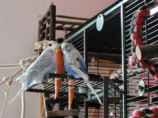 Wellensittich-Bild: Cindy und Lenchen meditieren am Möhrchen. 