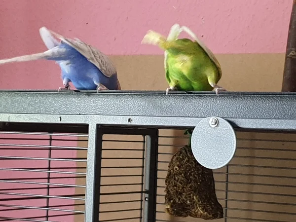 Wellensittich-Bild: Lenchen und Leo bauen die frisch eingefüllte Wühlkiste um. 