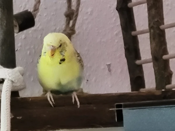 Wellensittich-Bild: Bert wollte mir was Wichtiges mitteilen. 