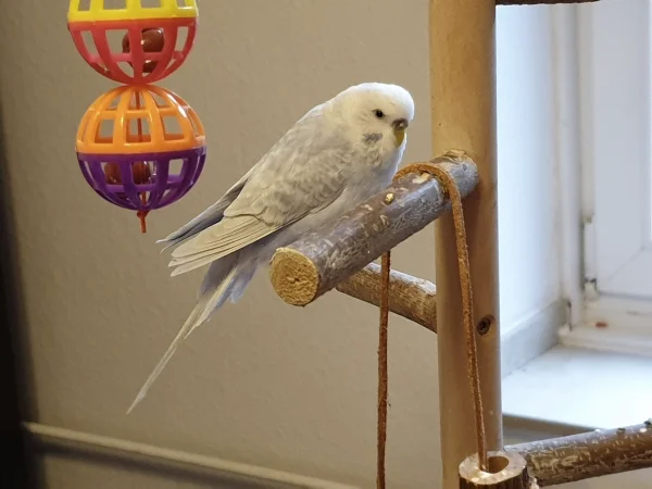 Wellensittich-Bild: Cindy chillt im Wellibaum. Ich finde, dass sie gar nicht mehr so mollig aussieht. 