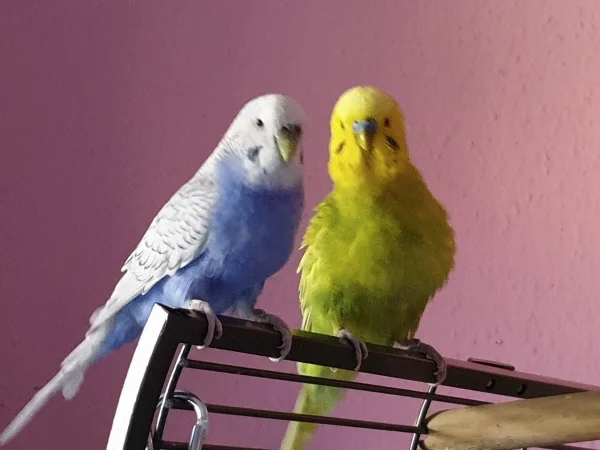 Wellensittich-Bild: Lenchen und Leo chillen zusammen 