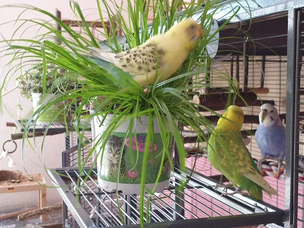 Wellensittich-Bild: Das Katzengras habe ich heute geschenkt bekommen und es dauerte 2 Minuten, bis die Piepser sich drauf gestürzt haben. Ich habe das Gras etwas nass gesprüht, was Bert besonders gefällt. 