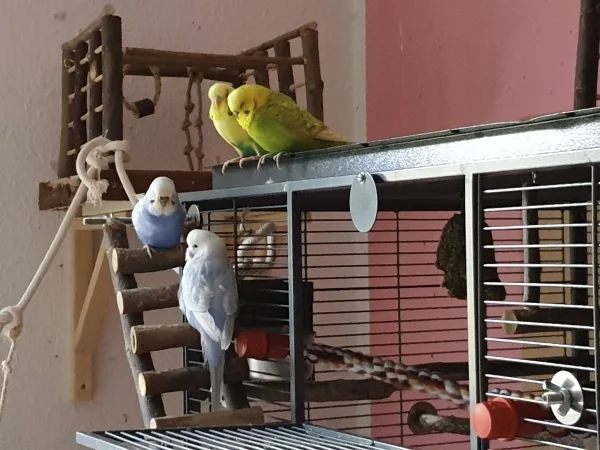 Wellensittich-Bild: Lenchen und Cindy sitzen auf ihrer Lieblingsleiter, Bert und Leo hören von oben zu. 