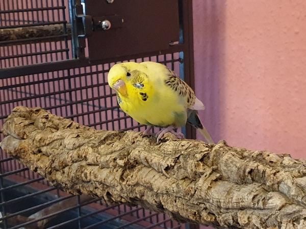 Bert 