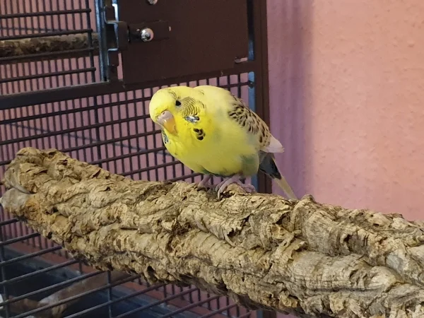 Wellensittich-Bild: Bert guckt ganz genau, was ich da mache. 