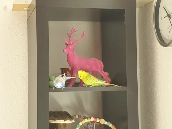 Wellensittich-Bild: Lenchen hat keine Angst vor dem pinken Hirsch. Leo war auch kurz da. 