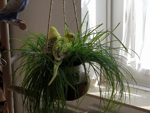 Wellensittich-Bild: Leo und Bert haben sich im Katzengras versteckt. 