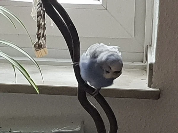Wellensittich-Bild: Lenchen guckt mal, ob sie von dort besser sehen kann. 