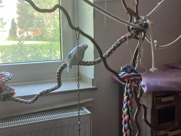 Wellensittich-Bild: Cindy ist auf das Seil geklettert, das zur Fensterbank geht, nachdem sie Leo und Bert dort picken gesehen hat. Sie hat es auch ohne Probleme geschafft. 
