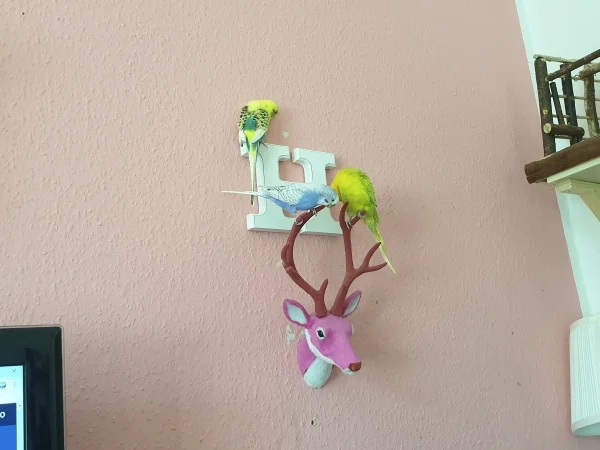 Wellensittich-Bild: Lenchen und Leo sind auf dem Geweih gelandet, Bert sitzt auf dem H. 