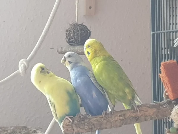 Wellensittich-Bild: Leo und Lenchen überzeugen Bert davon, dass er nicht mehr mit auf den Ast passt. Lenchen unterstützt diese Geste mit geöffnetem Schnabel. 