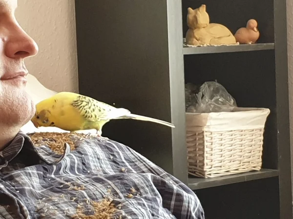 Wellensittich-Bild: Bert ist bei Stephan auf der Schulter gelandet und futtert Knaulgras
