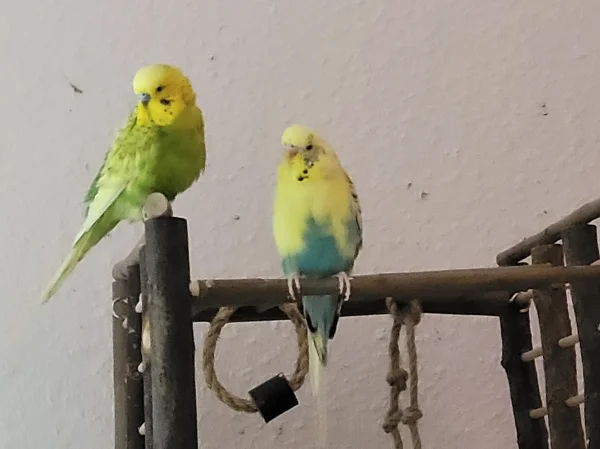 Wellensittich-Bild: Leo und Bert sitzen beieinander und reden über die Frauen. 