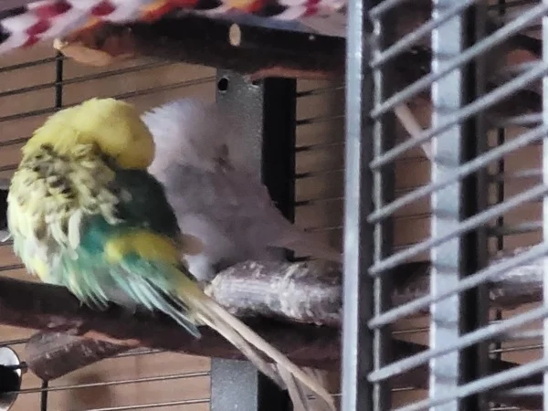 Wellensittich-Bild: Bert und Cindy machen ein Nickerchen. Bert hat die ganze Zeit dabei gezwitschert. 