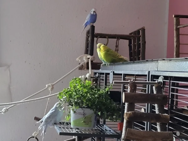 Wellensittich-Bild: Die Jungs und Lenchen beobachten Cindy. 