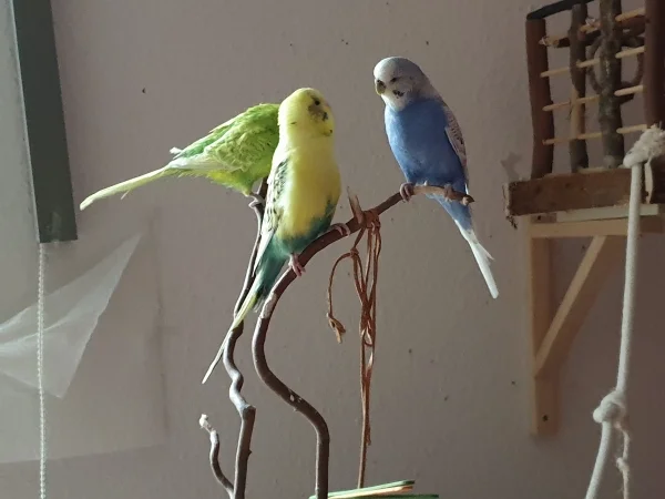Wellensittich-Bild: Leo, Bert und Lenchen haben es sich auf den Überresten des alten      Wellibaum gemütlich gemacht. Lenchen hört Bert aufmerksam zu. 