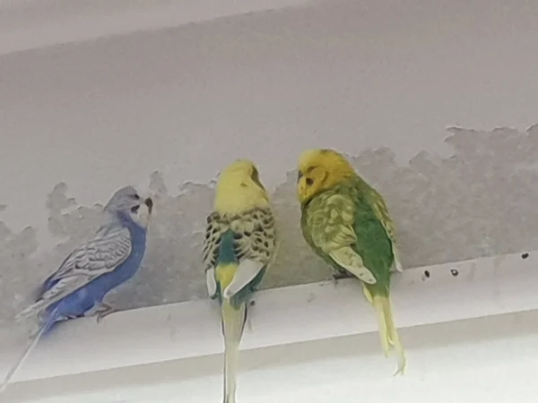 Wellensittich-Bild: Lenchen, Bert und Leo chillen zusammen auf der Jalousie. Nebenbei wird die Tapete umgestaltet. 