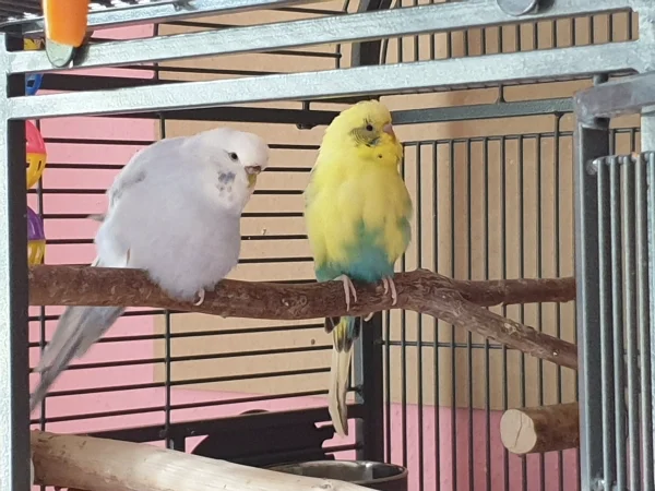 Wellensittich-Bild: Cindy und Bert chillen zusammen. 