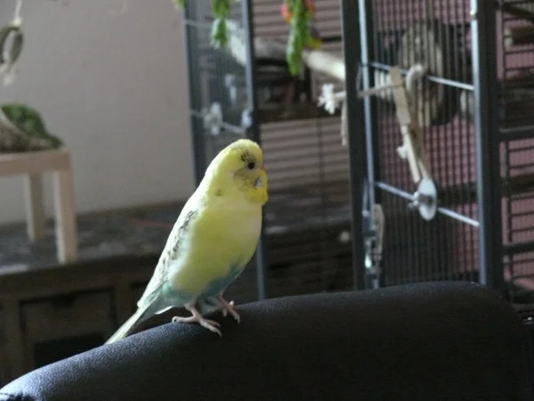 Wellensittich-Bild: Bert wollte mal eben nachgucken, ob es sich auf dem Sessel auch bequem sitzen lässt. 