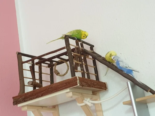 Wellensittich-Bild: Bert und Leo wollen beide mit Lenchen schmusen