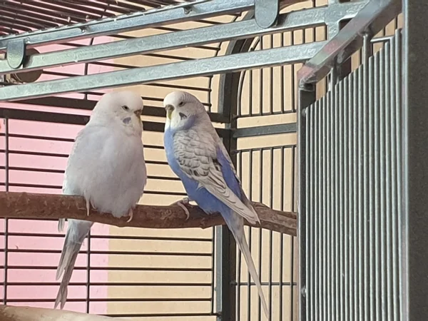 Wellensittich-Bild: Cindy und Lenchen unterhalten sich. 