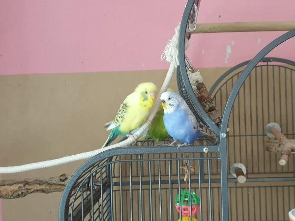 Wellensittich-Bild: Bert und Lenchen führen interessante Gespräche. 