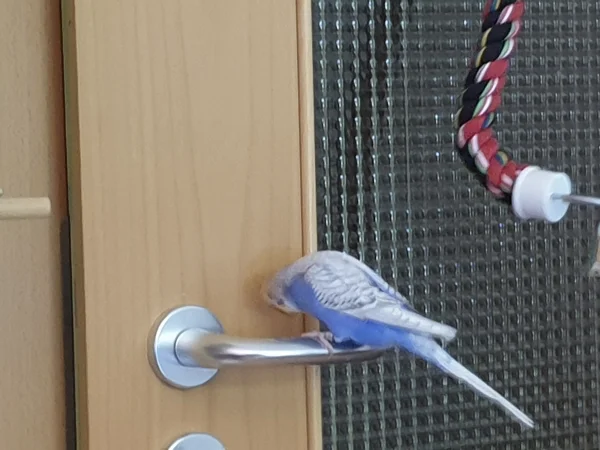 Wellensittich-Bild: Lenchen ist an der neuen Spirale heruntergeklettert und hat sich dann auf die Türklinke getraut. 