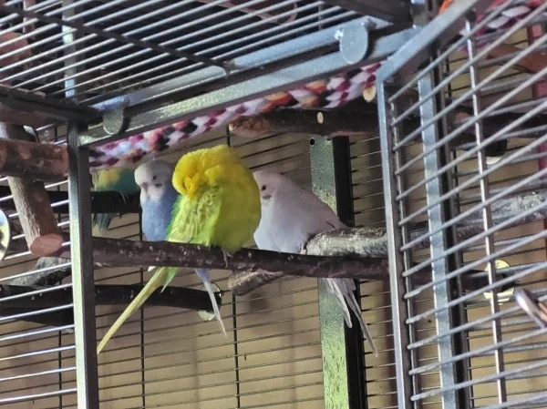 Wellensittich-Bild: Lenchen, Leo und Cindy chillen. Bert ist im Hintergrund auch noch zu sehen. 
