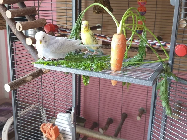 Wellensittich-Bild: Cindy badet im Möhrengrün-Bert guckt zu. 
