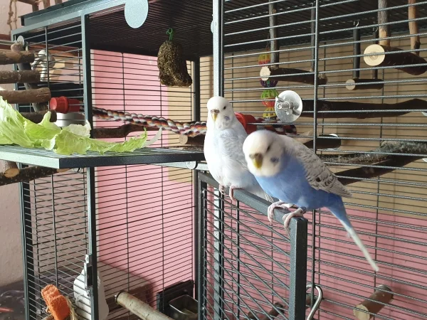Wellensittich-Bild: Lenchen guckt fasziniert auf das Handy. 