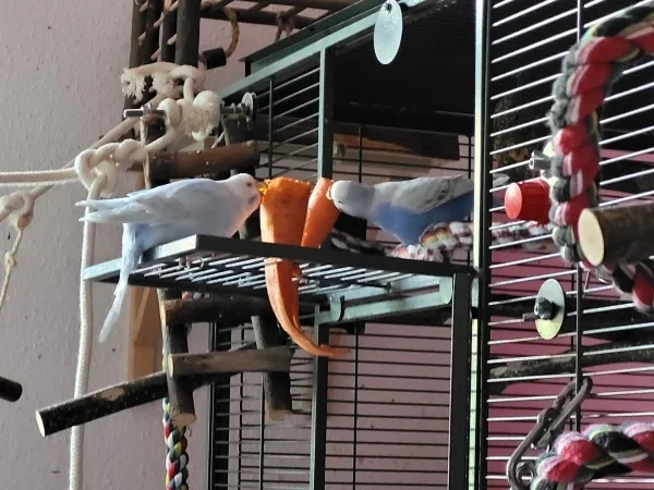 Wellensittich-Bild: Cindy und Lenchen habe jeweils ihr eigenes Möhrchen zum schreddern. 
