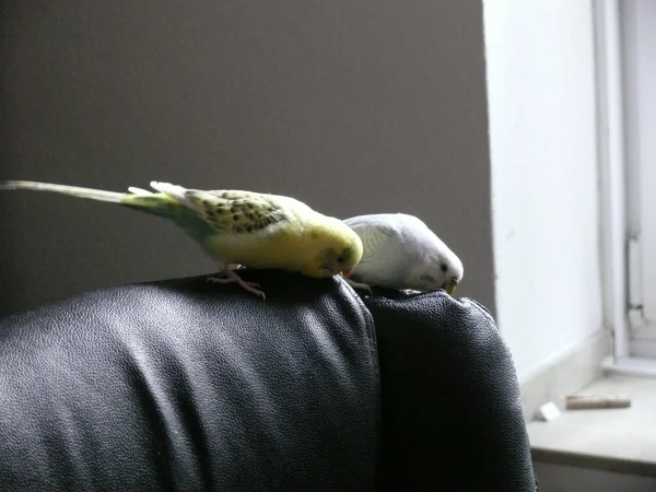 Wellensittich-Bild: Bert und Cindy suchen auf dem Sessel nach Knaulgras. 