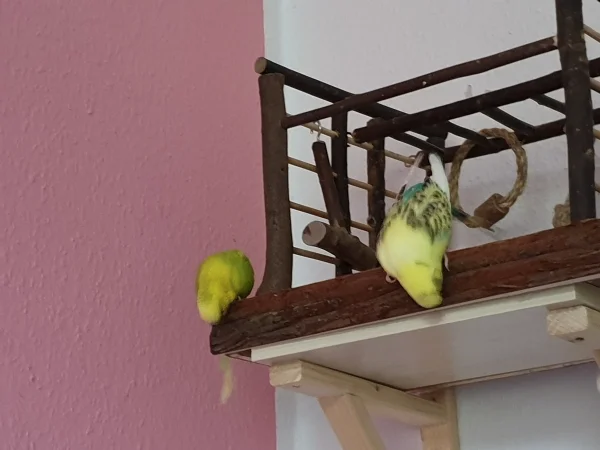 Wellensittich-Bild: Leo und Bert sind der Meinung, dass der Spielplatz umgestaltet werden muss. 