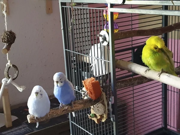 Wellensittich-Bild: Cindy und Lenchen haben gerade geschlafen und gucken nun, was die Felo da macht. Leo nutzt die Zeit zum Putzen. 