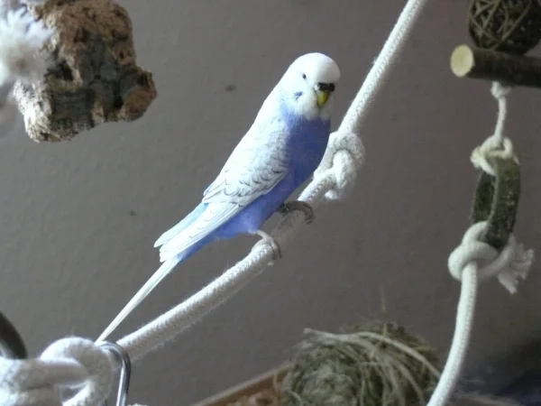 Wellensittich-Bild: Lenchen chillt im Welli-Baum. 