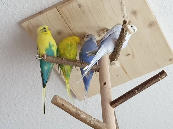 Wellensittich-Bild: Bert hat sich zu Leo und Lenchen mit auf den Ast gequetscht und guckt ihnen beim Schnäbeln zu. Cindy hat es sich auch gemütlich gemacht. 