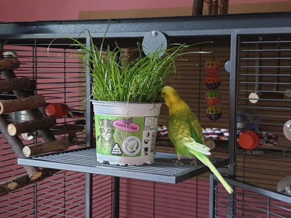 Wellensittich-Bild: Leo knabbert am Katzengras, farblich passt er ja sehr gut dazu!