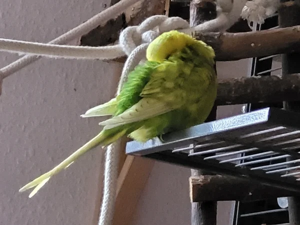 Wellensittich-Bild: Leo macht ein Nickerchen