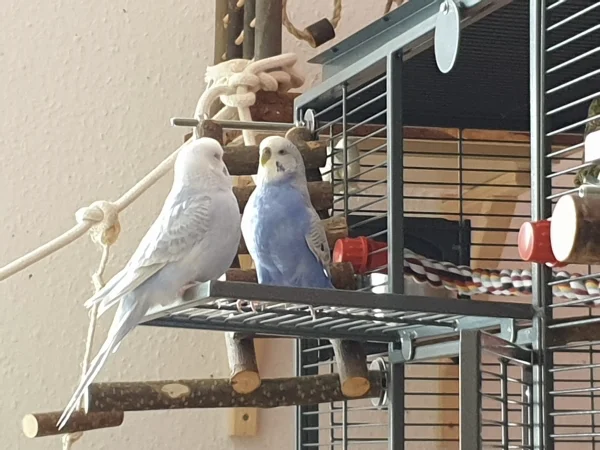 Wellensittich-Bild: Cindy und Lenchen sind beste Freundinnen und haben sich viel zu erzählen. 