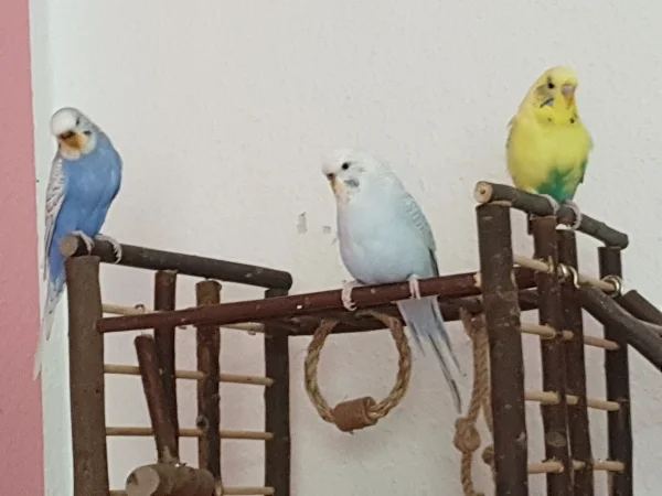 Wellensittich-Bild: Lenchen, Cindy und Bert chillen. Sie sehen schon fast wieder normal aus, nur Bert ist noch etwas strubbelig. 