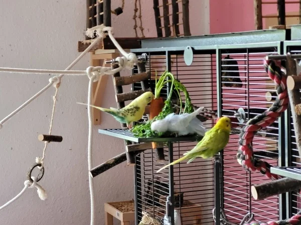 Wellensittich-Bild: Cindy liebt es sich im nassen Möhrengrün zu wälzen, am besten wenn an der Möhre auch noch nasses Grün hängt und sie gleichzeitig von oben und unten nass wird. Bert probiert die Möhre, Leo denkt nach. 