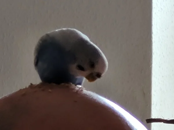 Wellensittich-Bild: Lenchen pickt auf Stephans Kopf, auf dem er Knaulgras gestreut hat. 