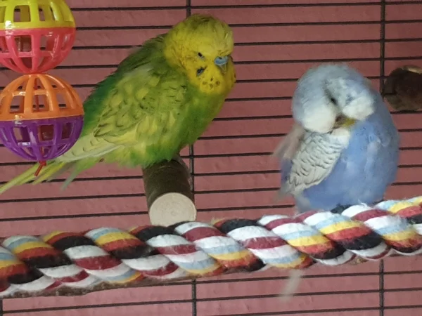 Wellensittich-Bild: Leo und Lenchen chillen. Lenchen nutzt die Zeit zum Putzen. 