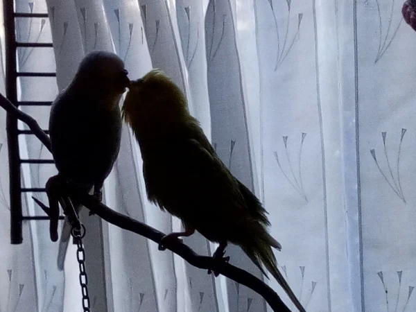 Wellensittich-Bild: Leo (rechts) schnäbelt mit Lenchen. 